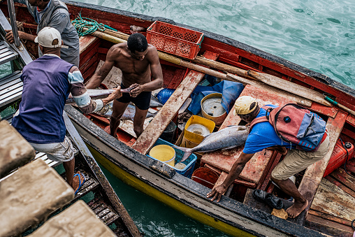 Local fisherman unload their catch of tuna from the fishing boat onto the the pier of Sal ready to be prepped, weighed and sold.
