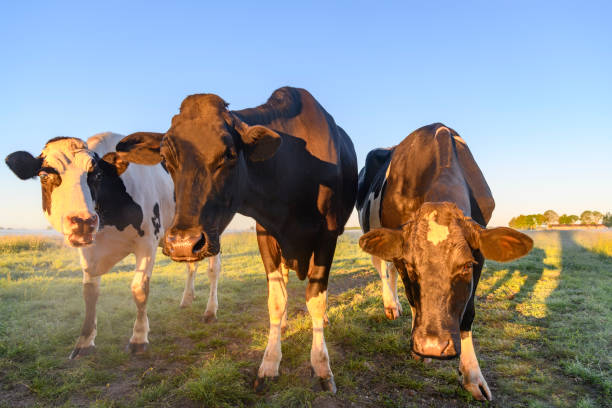 istock Cows in a meadow during early morning sunrise during a beautiful springtime day 1225763215