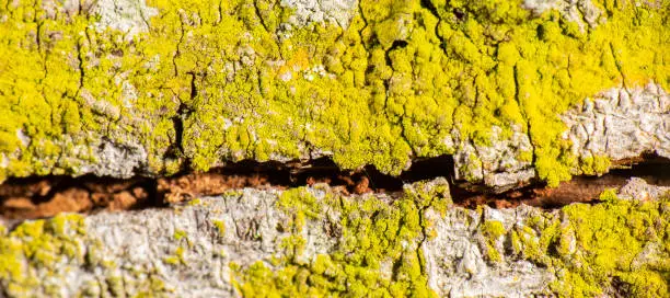 Detailed closeup of a real macro tree texture