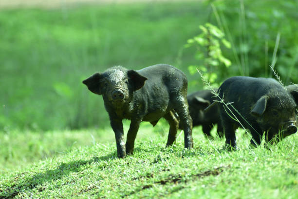 istock pig group and baby pig group 1225764351