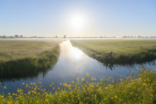 Wildflowers in the countryside during an early morning springtime sunrise Early morning sunrise during a beautiful springtime day over the Zwartendijk, the old Zuiderzee levee in the IJsseldelta near Kampen in Overijssel The Netherlands. ijssel stock pictures, royalty-free photos & images