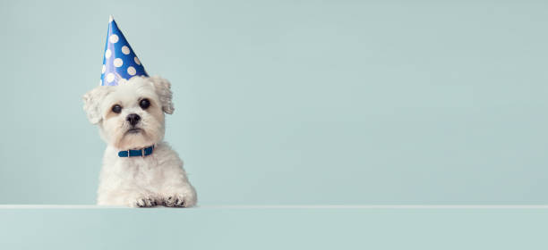istock Dog wearing a party hat 1225764702