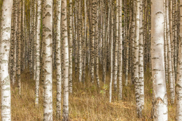 istock Birch trees with fresh green leaves in autumn. Sweden, selective focus 1225766439