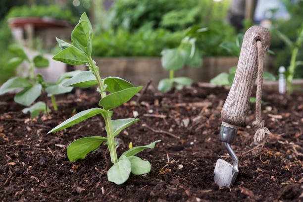 semis de haricot large planté dans le sol au printemps - photo de stock - fava bean broad bean food freshness photos et images de collection