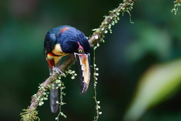 istock Collared Aracari in Costa Rica 1225767976