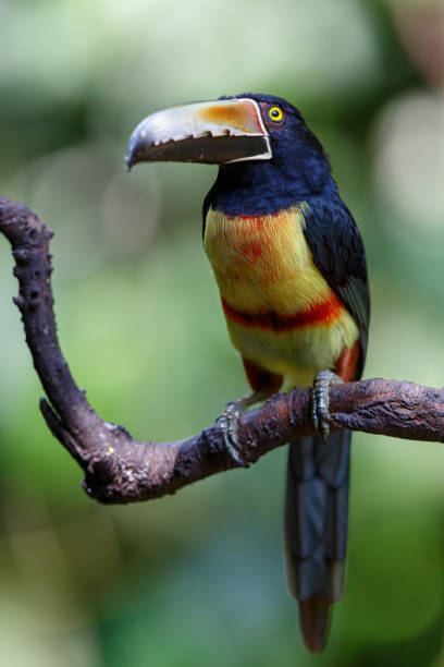 istock Collared Aracari in Costa Rica 1225767982
