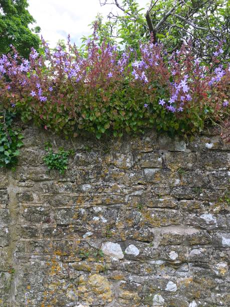 istock Natural stone wall with purple flowers on the top. 1225768452