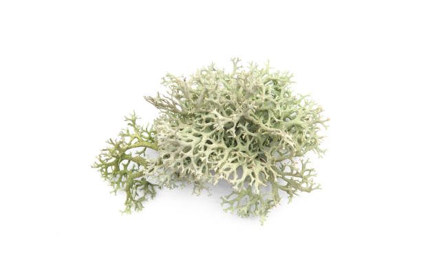 Tree moss isolated on white background. Piece of fresh Lichen forest plant. moss stock pictures, royalty-free photos & images