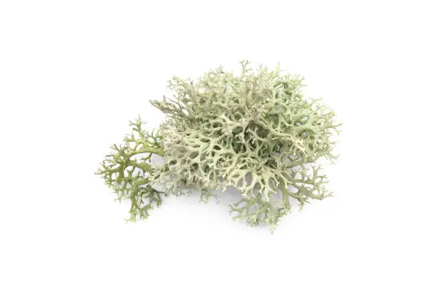 Photo of Tree moss isolated on white background.