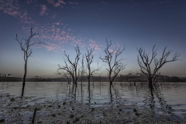 istock Lake sunset with silhouette trees and light cloud 1225769375