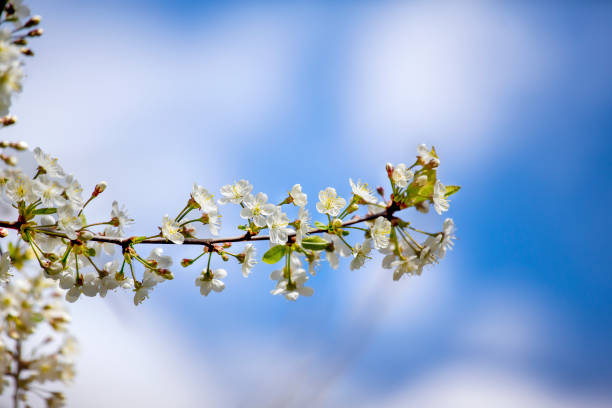 Spring in the garden stock photo