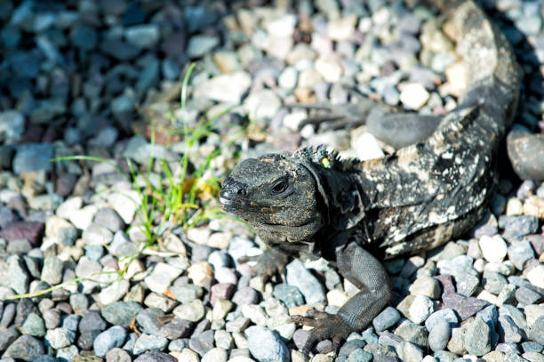 Iguana lizard sitting on grey stones in Honduras on suny day on grey stones. Wildlife and nature