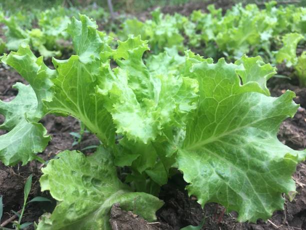 istock Seedling of lettuce in the field 1225771428