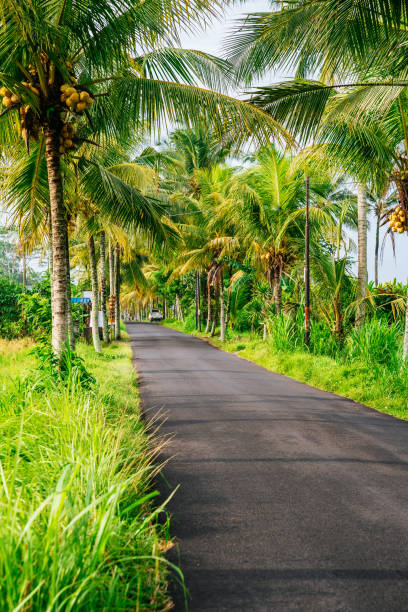 istock Bali. Road, surrounded by lush tropical plants and palm trees. 1225772885
