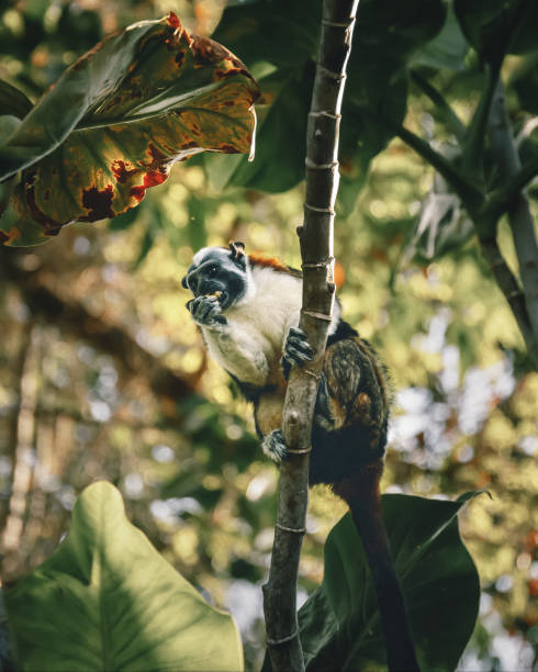 One Geoffroy’s Tamarin Monkey - Monkey island on Gatun Lake  - Panama stock photo