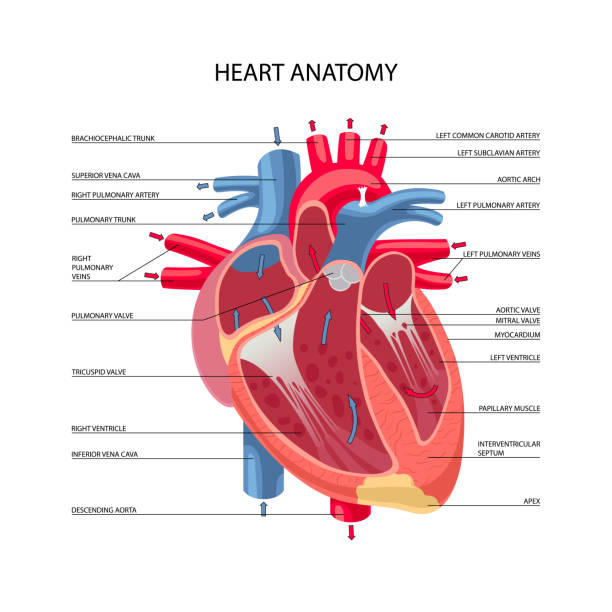 Human heart anatomy Human heart anatomy isolated on white background. Vector illustration pulmonary artery stock illustrations