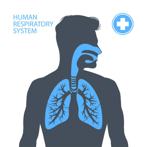 인간의 호흡기 시스템 - nosecone stock illustrations