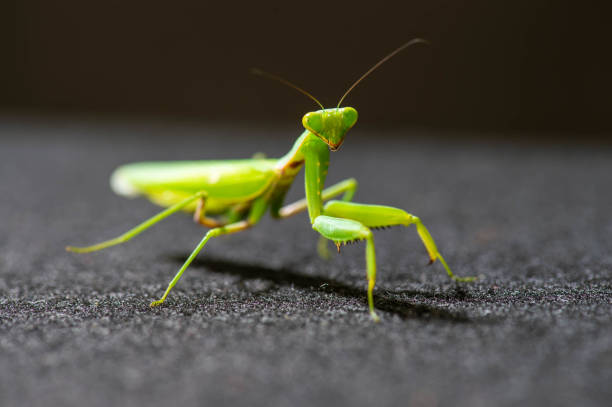 istock Praying mantis with the light shining from directly above 1225776287