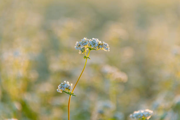 istock Soba flowers shine in the sunshine. 1225776295