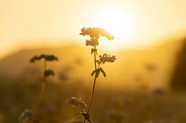 Photo of The buckwheat flower that overlapped with the morning sun