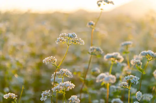 Photo of Morning mist, sunshine and buckwheat flowers