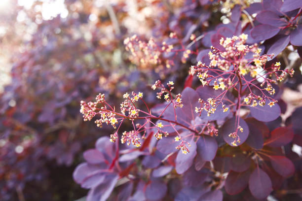 Royal Purple shrub with dark violet leaves close-up Royal Purple shrub with dark violet leaves close-up. Violet bush. Violet background. smoke bush blooming stock pictures, royalty-free photos & images