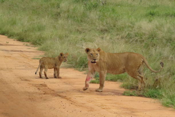 istock A lioness and its lion cub 1225776720