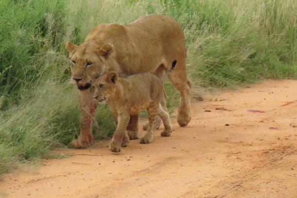 istock A lioness and its lion cub 1225776722