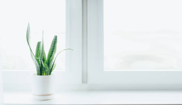 istock Modern houseplants with white curtain 1225777285