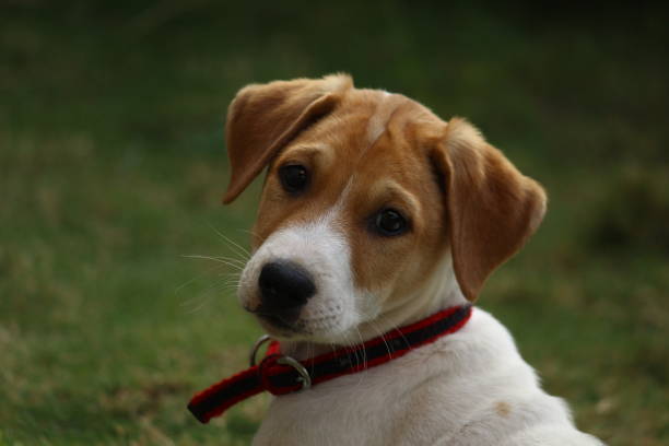 istock Little puppy 1225778195