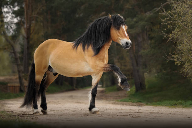 istock Portrait of a harness horse 1225779018