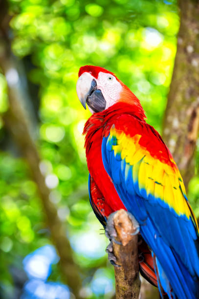 istock red, blue, yellow ara parrot outdoor 1225779465