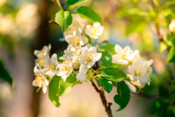 istock Apple tree branch in bloom in the spring Park. 1225780804