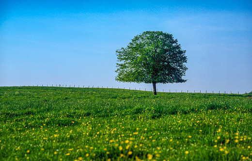 Tree in meadow and grazing cows with clear sky