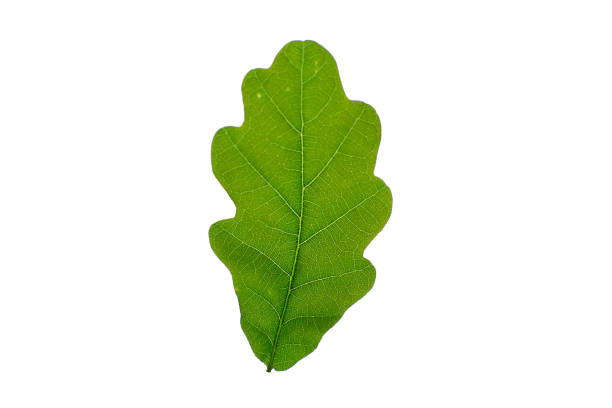 istock Green oak leaf on a white background. Isolated. 1225782918