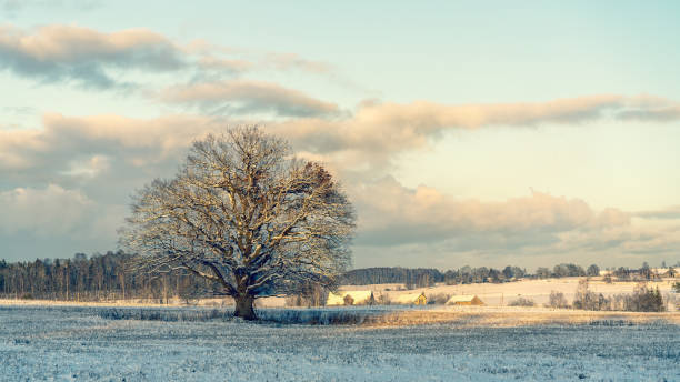 Big oak in the field in winter A large oak tree stands in a field against the background of houses and a beautiful sky with clouds on a sunny day in winter. Krimulda, Latvia bare tree snow tree winter stock pictures, royalty-free photos & images