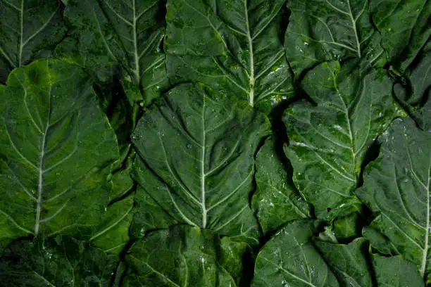 Photo of Fresh green cabbage leaves overlaid for background