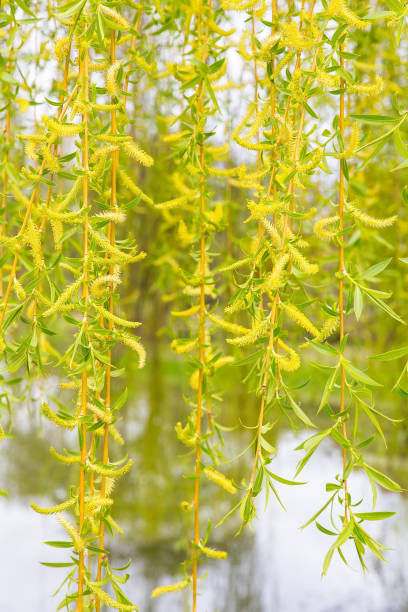 świeże zielone kwitnące kotki wierzby płaczącej - willow leaf weeping willow willow tree tree zdjęcia i obrazy z banku zdjęć