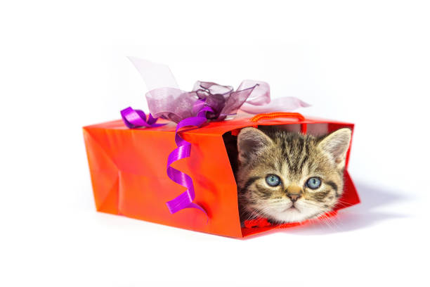 istock Kitten hides in red gift box on white background 1225784151