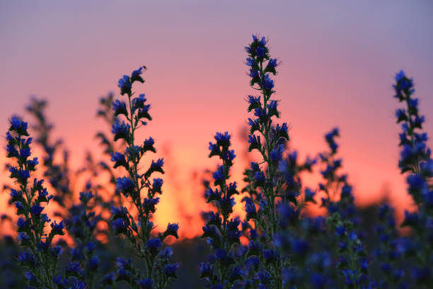istock flowers meadow on sunset sky background 1225784261