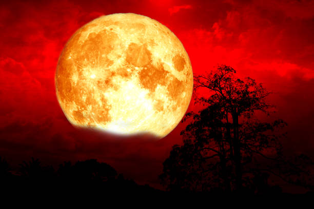 istock Super blood strawberry moon back cloud and tree in the field and red sky 1225784503