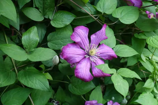 One pink flower of Clematis in May
