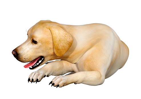 3D rendering of a yellow labrador dog isolated on white background