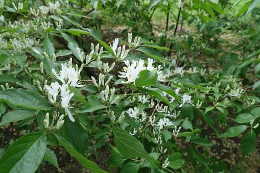 Closed buds and white flowers of Amur honeysuckle in mid May