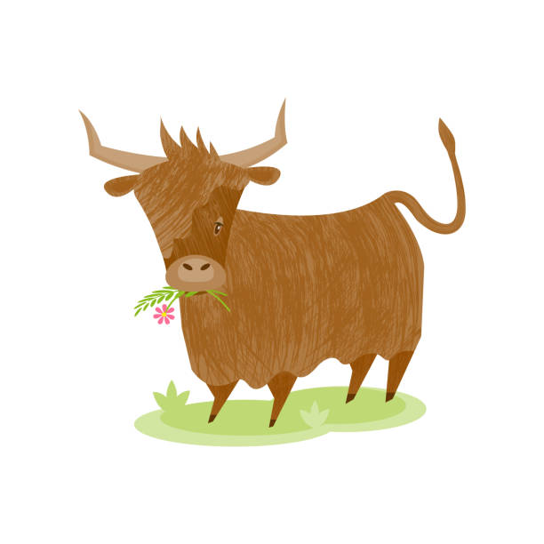 ighland cattle in flat style with brush texture. Vector isolated illustration of Highland cattle in flat style with brush texture.Scottish bull holds a flower in his mouth. british beef cow stock illustrations