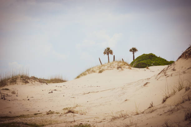 dunas de praia - beach cumberland island environment tranquil scene - fotografias e filmes do acervo