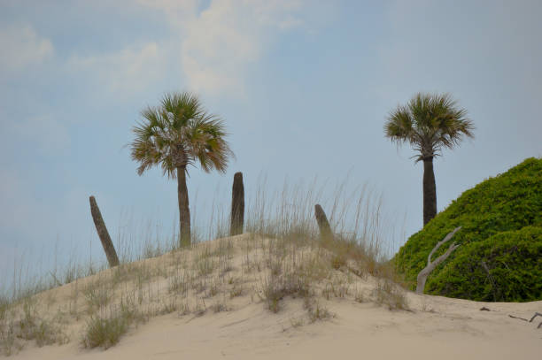 dune sulla spiaggia - sand dune cumberland island beach sand foto e immagini stock