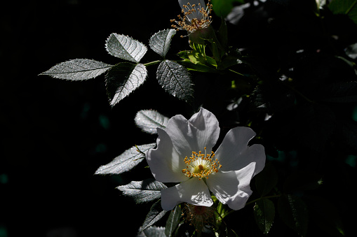 The white field rose (Rosa arvensis) is sometimes found together with the pink dog rose (Rosa canina). Photographed early one a warm sunny day in southern England. There is a dark background suitable for use as copy space.