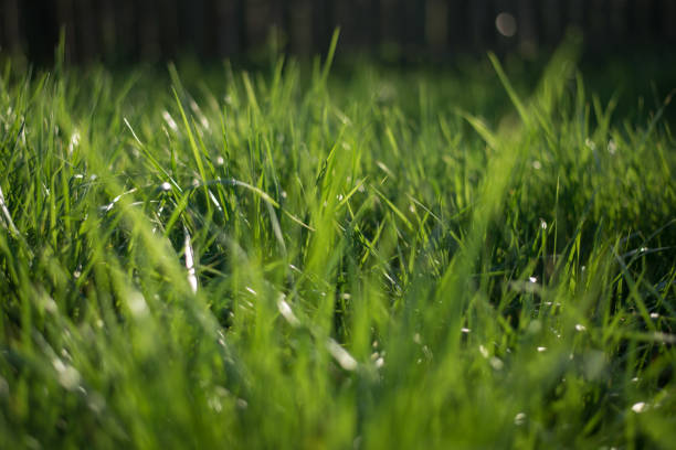 istock Abstract natural backgrounds with green grass and beauty bokeh 1225788958