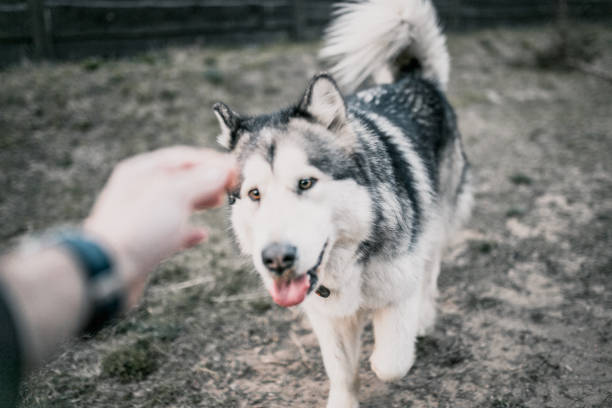 istock Close-up of an Alaskan Malamute dog muzzle 1225789136